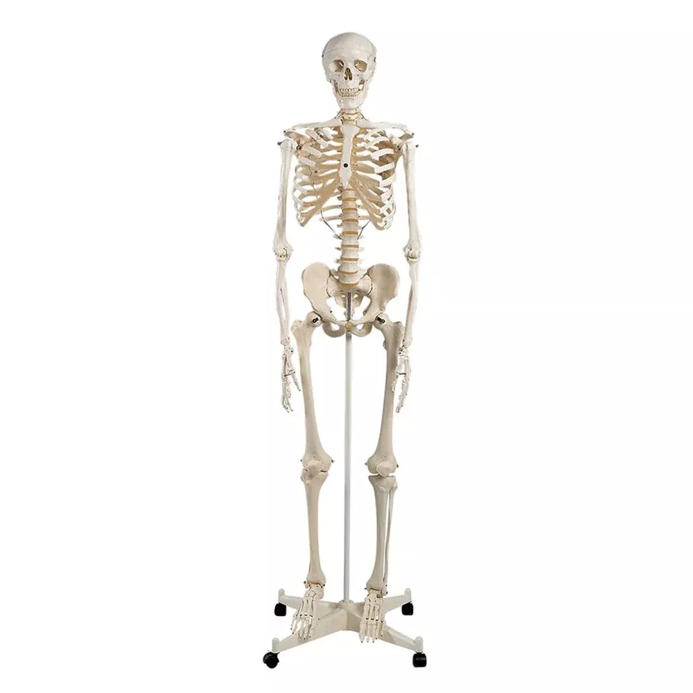 Alimed Human Skeleton Anatomical Model Human Skeleton Model - 70453