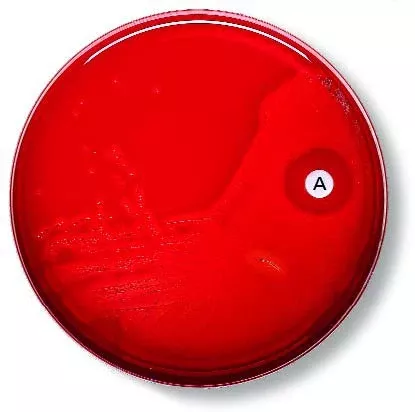 BD Disc BD Taxo™ A - Each - 231552-EA
