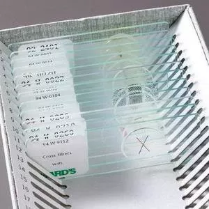 Ward's Science Prepared Microscope Slide 1 X 3 Inch Plain - Each - 470183-540-EA